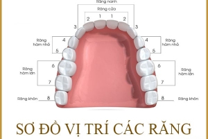 Nhổ Răng Số 7 Hàm Trên Có Cần Trồng Lại Không? Đọc Ngay!